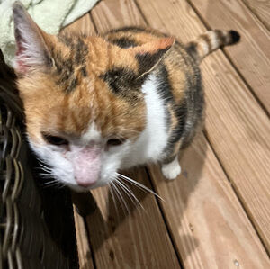 Meet your Posher, Ruhi